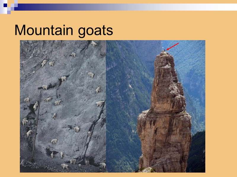 Mountain goats